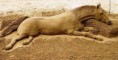 /album/krasne-umeni/beautiful-horse-on-sand-jpg/